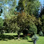 Sebesviz Panzio Nocleg ze śniadaniem